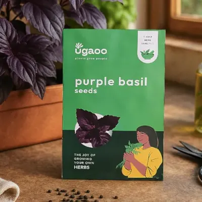 UGAOO Purple Basil Herb Seeds (Purple, Pack of 1000) at ₹39