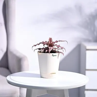 UGAOO Cryptanthus Brown - Earth Star Plant with Self Watering Pot at ₹99