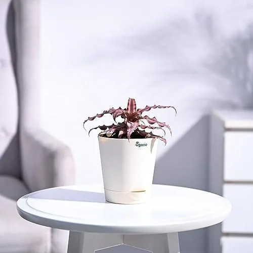 UGAOO Cryptanthus Brown - Earth Star Plant with Self Watering Pot at ₹99