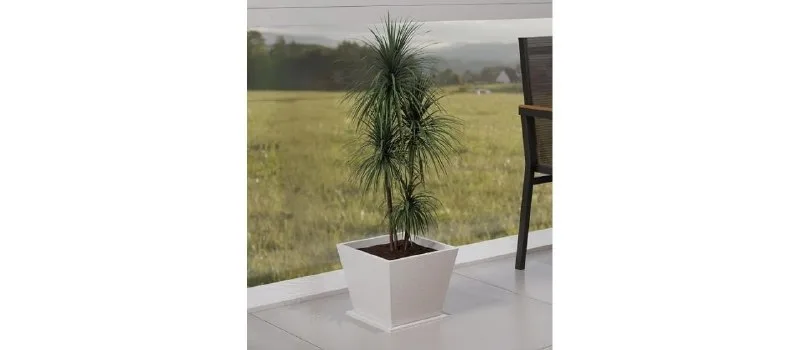 Lifelong Home Decor Planters with Tray - Living Room & Balcony at ₹1,399