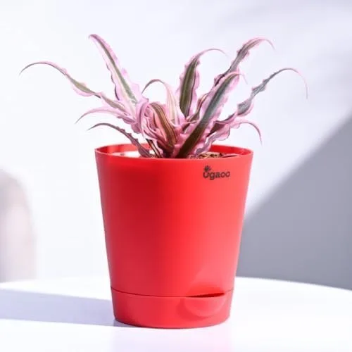 Ugaoo Cryptanthus Pink - Earth Star Plant with Self Watering Pot at ₹99