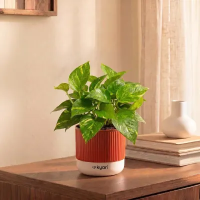 Kyari Good Luck Money Variegated Live Plant with Red Brick Self Watering Pot 4 Inch at ₹179