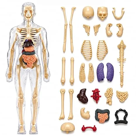 Labs Anatomy Kit | 29-Piece Anatomy Kit with Skeleton, Organs, Body Parts | Human Body 3D Puzzle, STEM Science Toy | Skeleton Model Detachab at ₹399