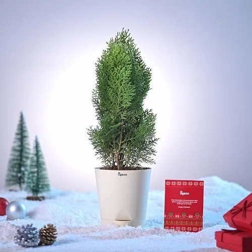 UGAOO Thuja Natural Live Indoor Plant with Pot - Medium at ₹159