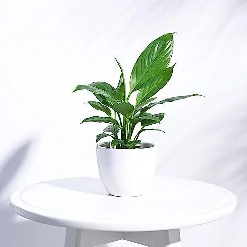 UGAOO Apple Ceramic Pot (Small, White) - (10cm x 10cm x 8cm) at ₹99